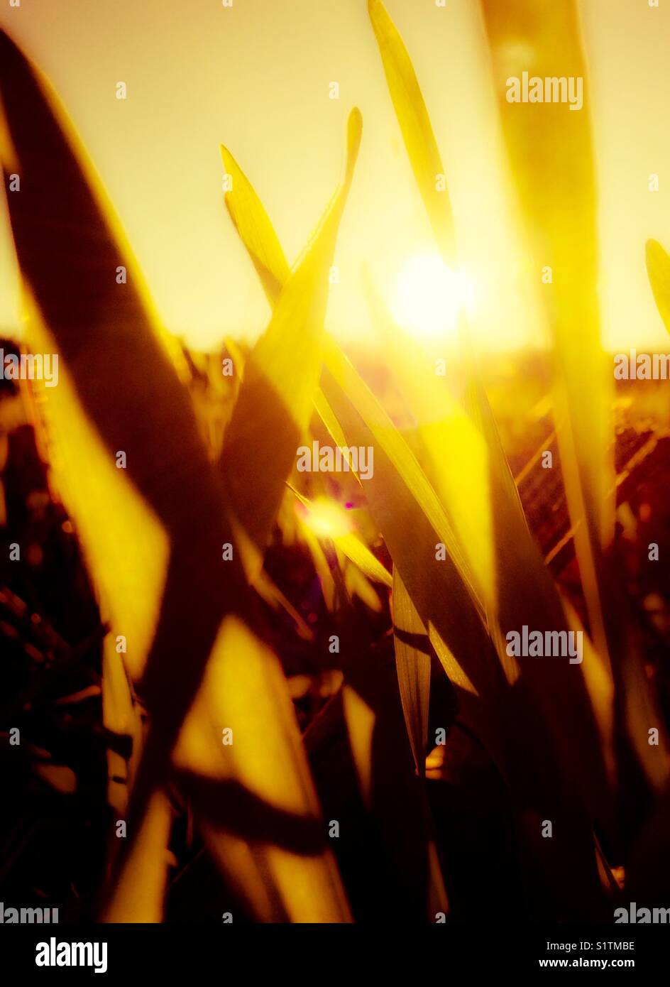 Il sole risplende attraverso il frumento all'inizio dell'inverno Foto Stock