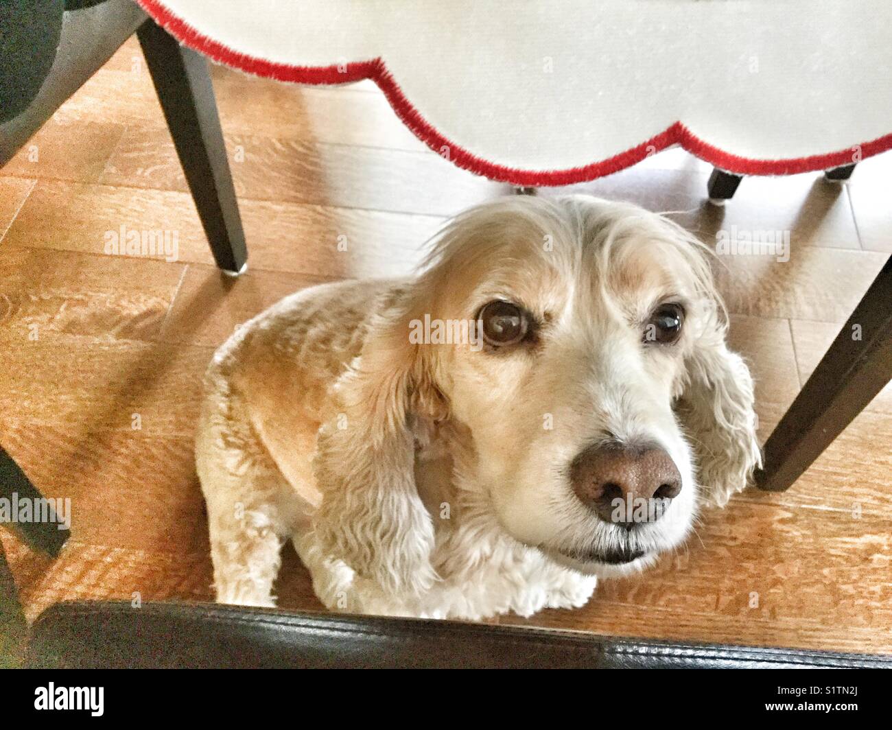 Cocker Spaniel seduto sotto una tabella in attesa di alcuni cibi a bocconcini. - Immagine stock catturata con smartphone