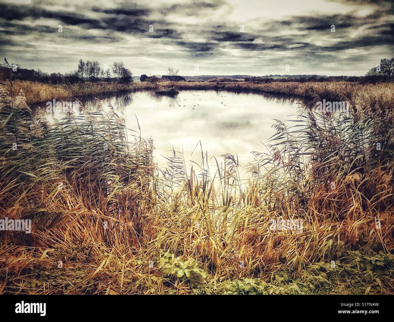 Letti di canne in inverno a Ham Wall, Avalon Marshes, Somerset, Inghilterra. - Immagine stock catturata con smartphone