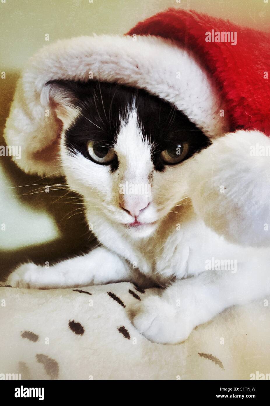 Gatto bianco e nero che indossa un ritratto rosso del cappello di Babbo Natale Foto Stock