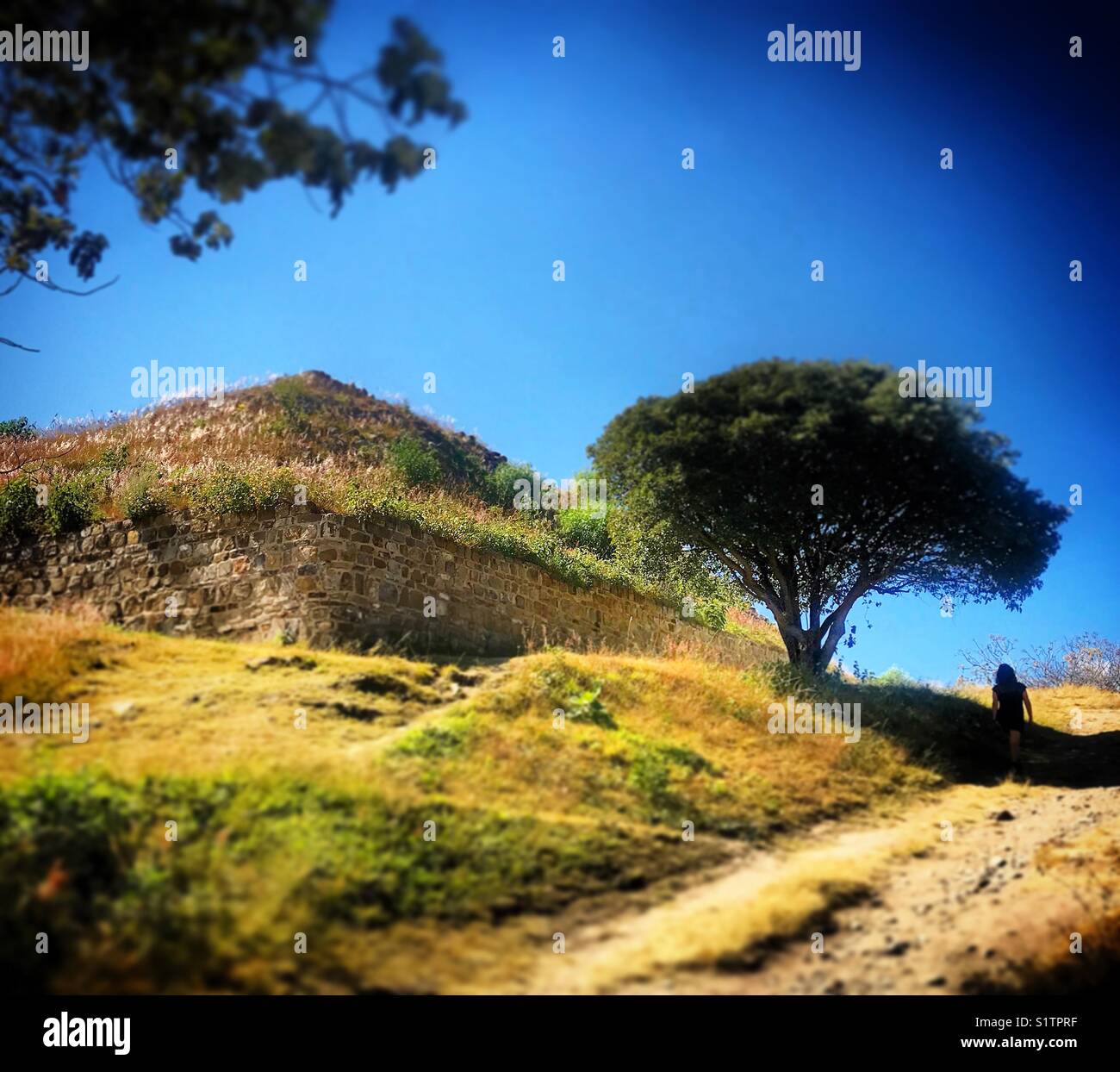 Una donna cammina sotto un albero vicino a una piramide nell'antica città di Monte Alban, Oaxaca, Messico Foto Stock