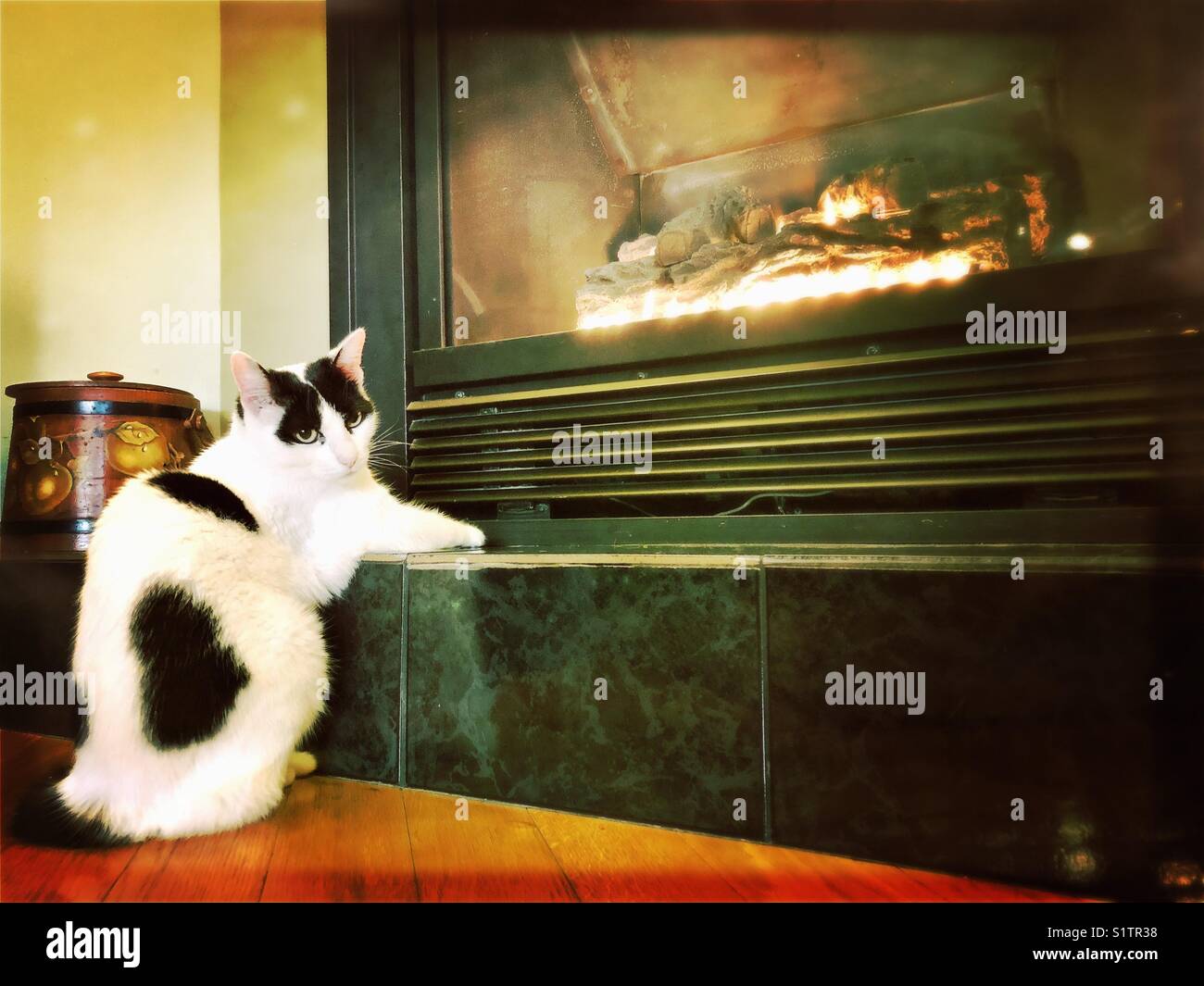 Gatto bianco e nero seduto in una posa arroccata accanto a un caminetto a gas godendo del calore Foto Stock