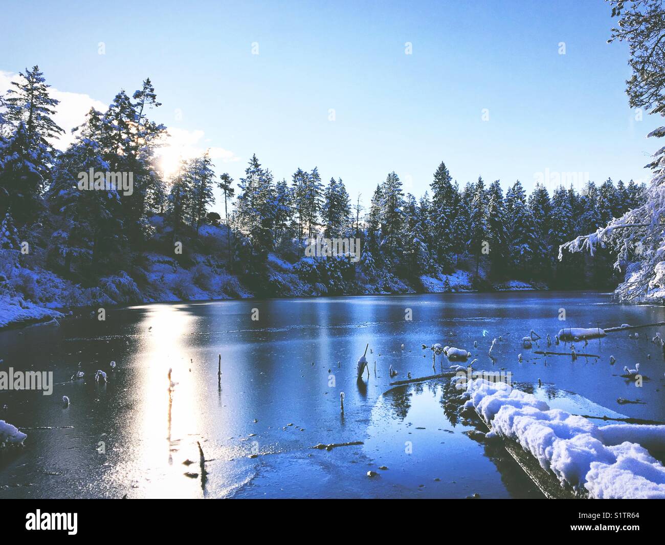 Lago ghiacciato circondato da alberi sempreverdi innevati in una luminosa mattinata d'inverno. Foto Stock