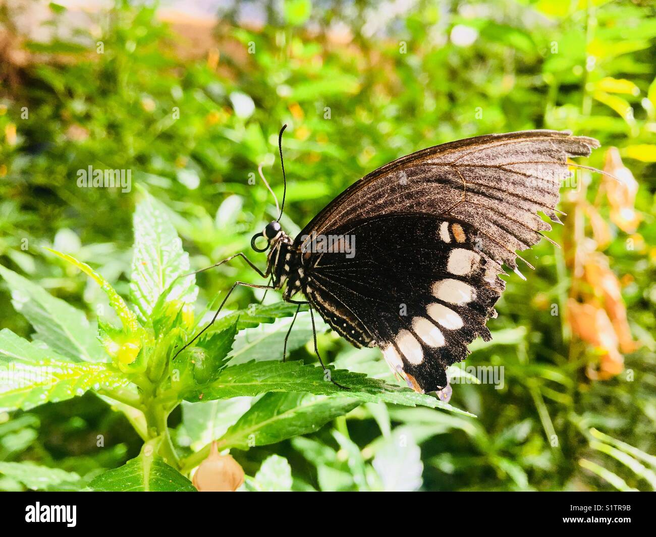 Farfalla nera con punti bianchi - Immagine stock catturata con smartphone