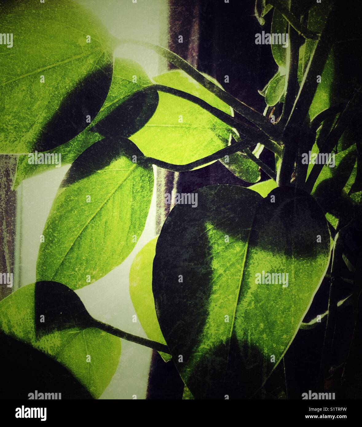 Primo piano immagine di Pothos pianta / Devil's edera (Epipremnum aureum) retroilluminati da luce del sole da una finestra in background Foto Stock