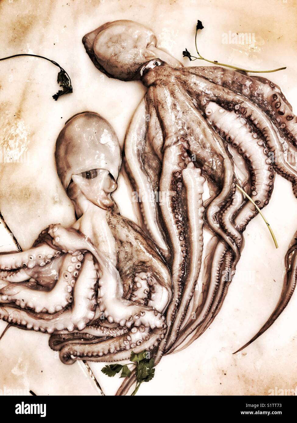 Due polpi sul mercato del pesce Foto Stock