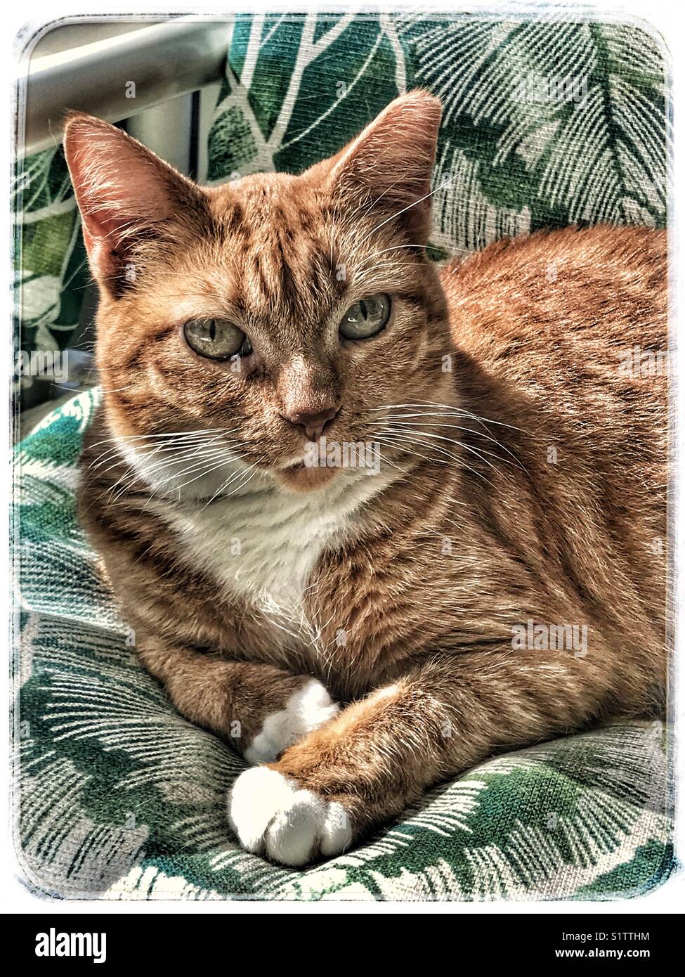 Un dolce gatto di zenzero bianco con il collo e le zampe Foto Stock