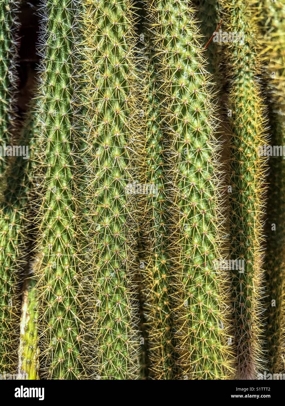 Cactus assomiglia a dreadlocks haircut. Foto Stock