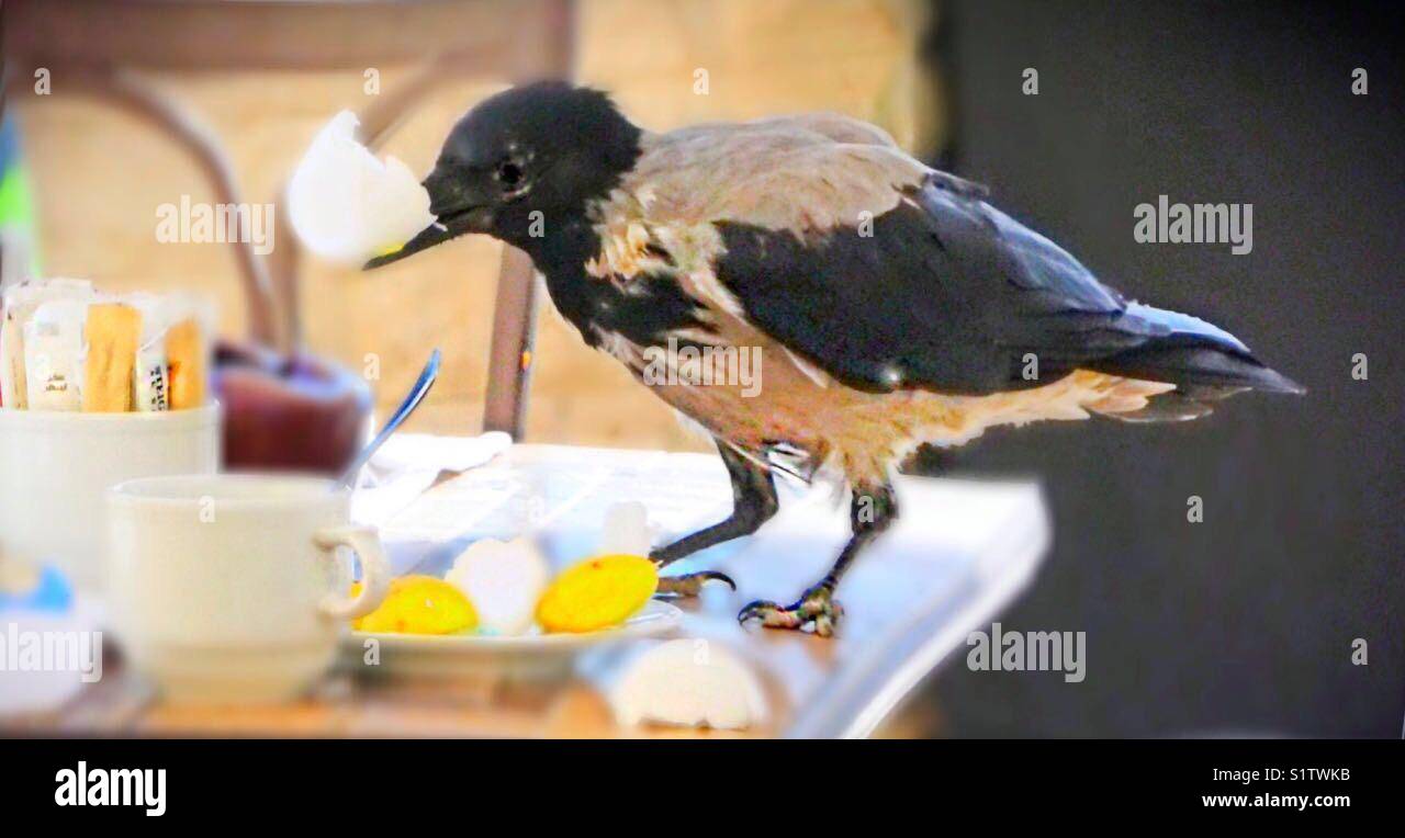 La colazione... per crow , con uovo..! - Immagine stock catturata con smartphone