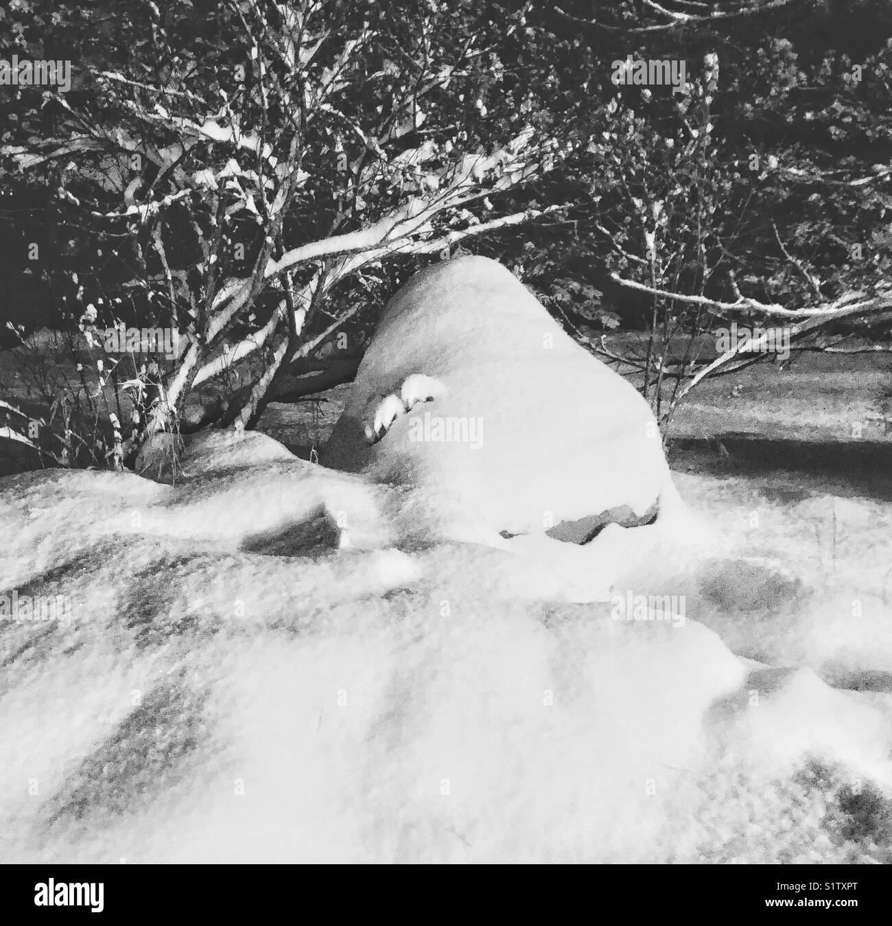 Immagine monocromatica di coperte di neve e di boulder cherry bush rami di notte illuminata da house lighting Foto Stock