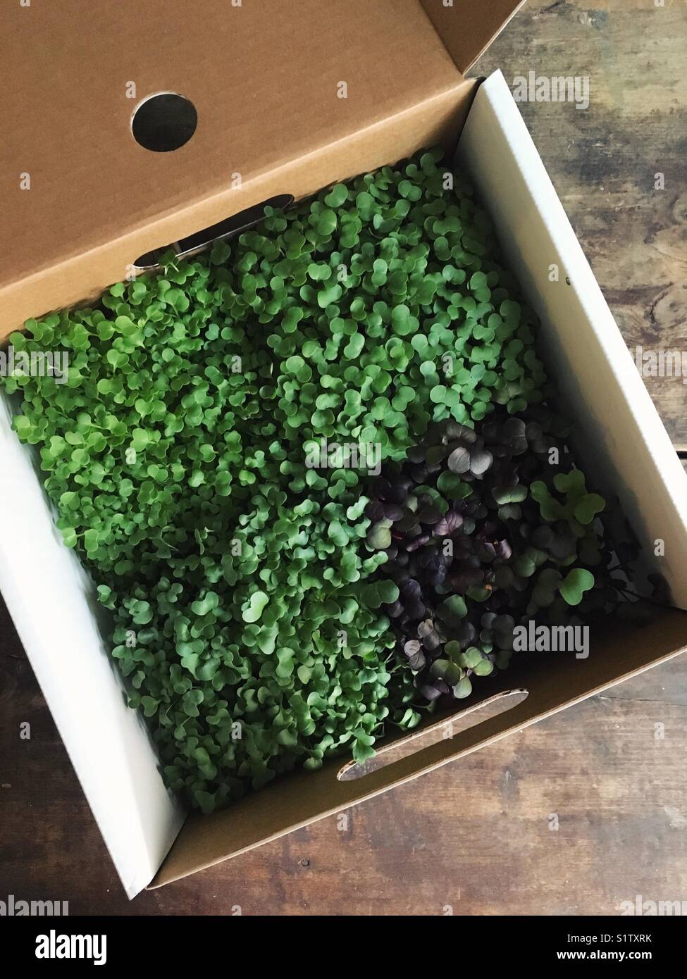 Scatola di micro assortiti verdi. Foto Stock