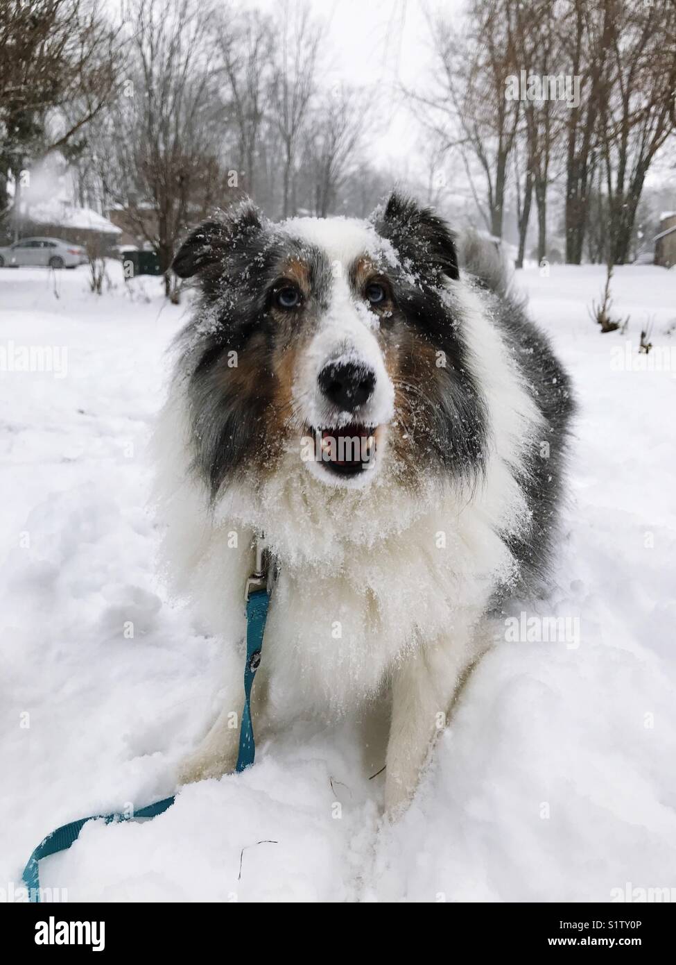 Più neve per favore!! - Immagine stock catturata con smartphone