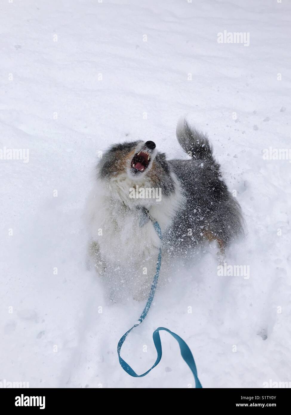 Il nostro Sheltie Sammy avente il divertimento sulla neve - Immagine stock catturata con smartphone