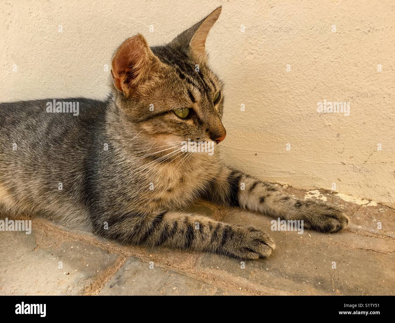 Tabby cat in appoggio all'ombra - Immagine stock catturata con smartphone