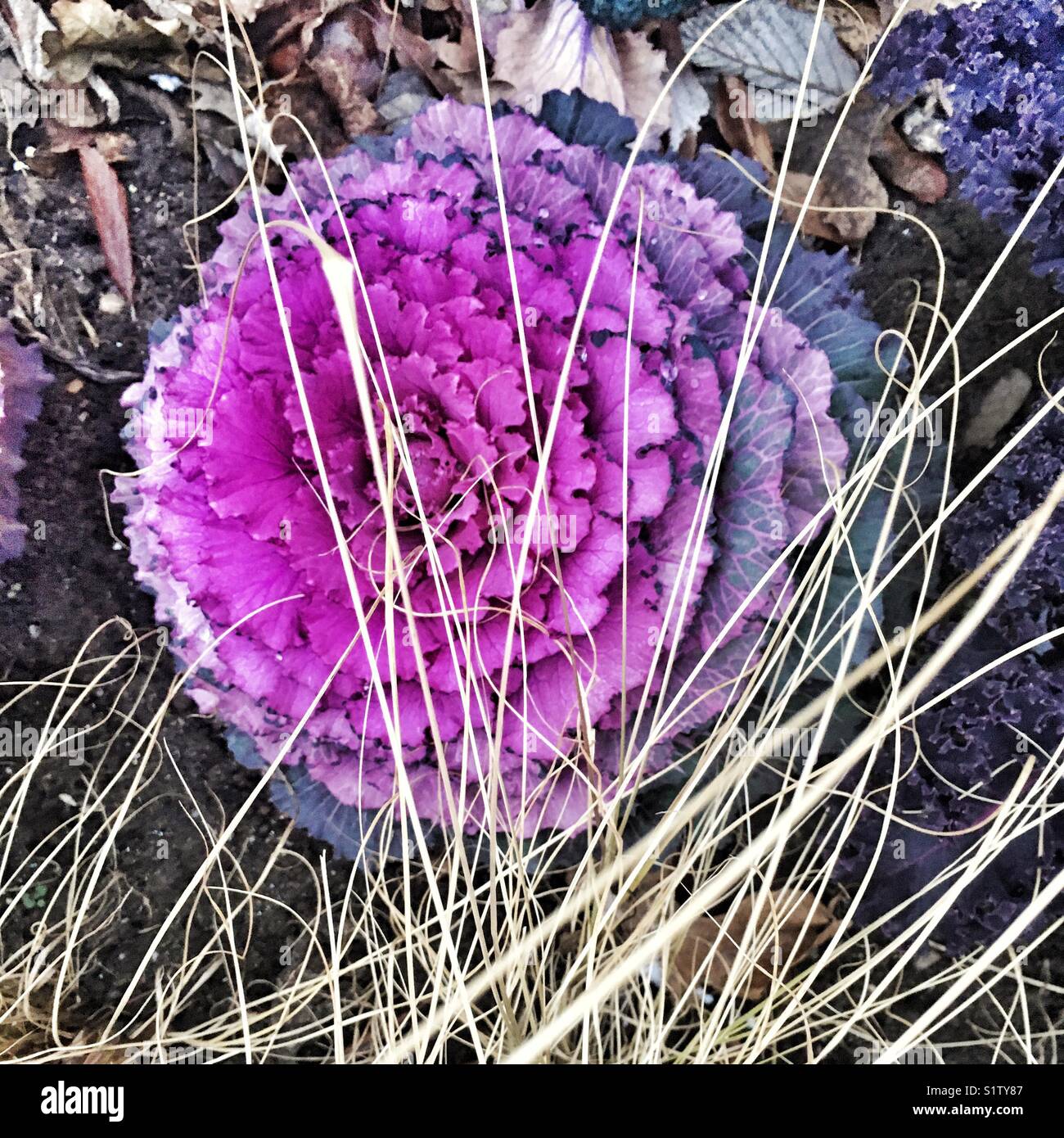 Inverno ornamentali, cavolo Brassica oleracea - Immagine stock catturata con smartphone