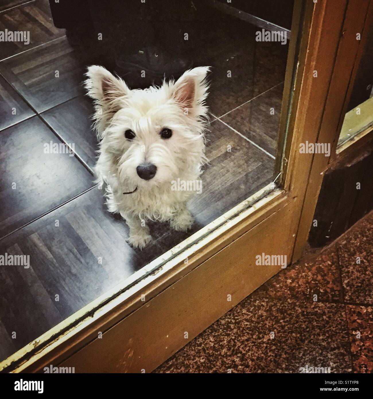Il cane bianco guarda attraverso la porta di vetro - Immagine stock catturata con smartphone
