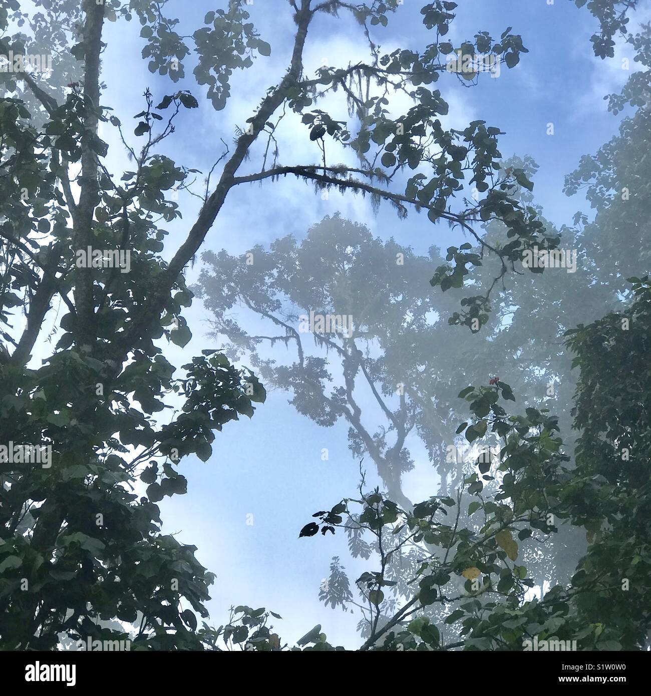 Cloud Forest, blu e John Crow Mountains National Park, Giamaica - Immagine stock catturata con smartphone