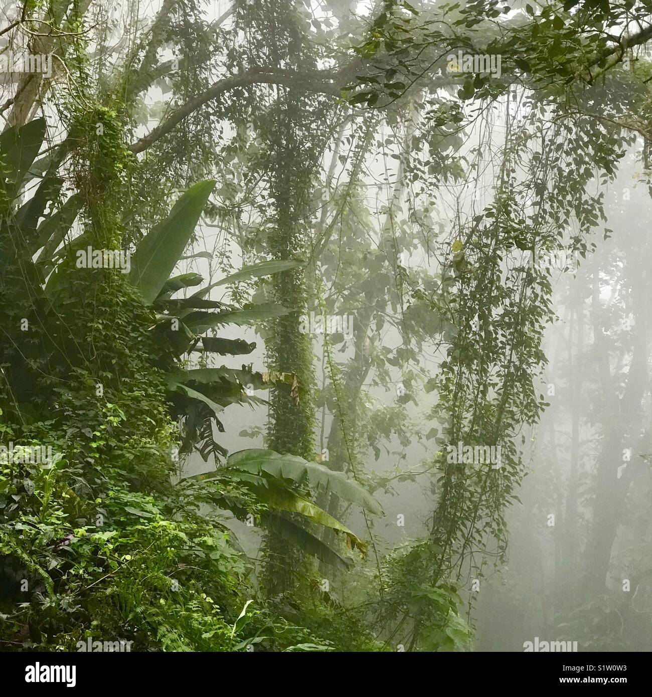 Cloud Forest, blu e John Crow Mountains National Park, Giamaica - Immagine stock catturata con smartphone