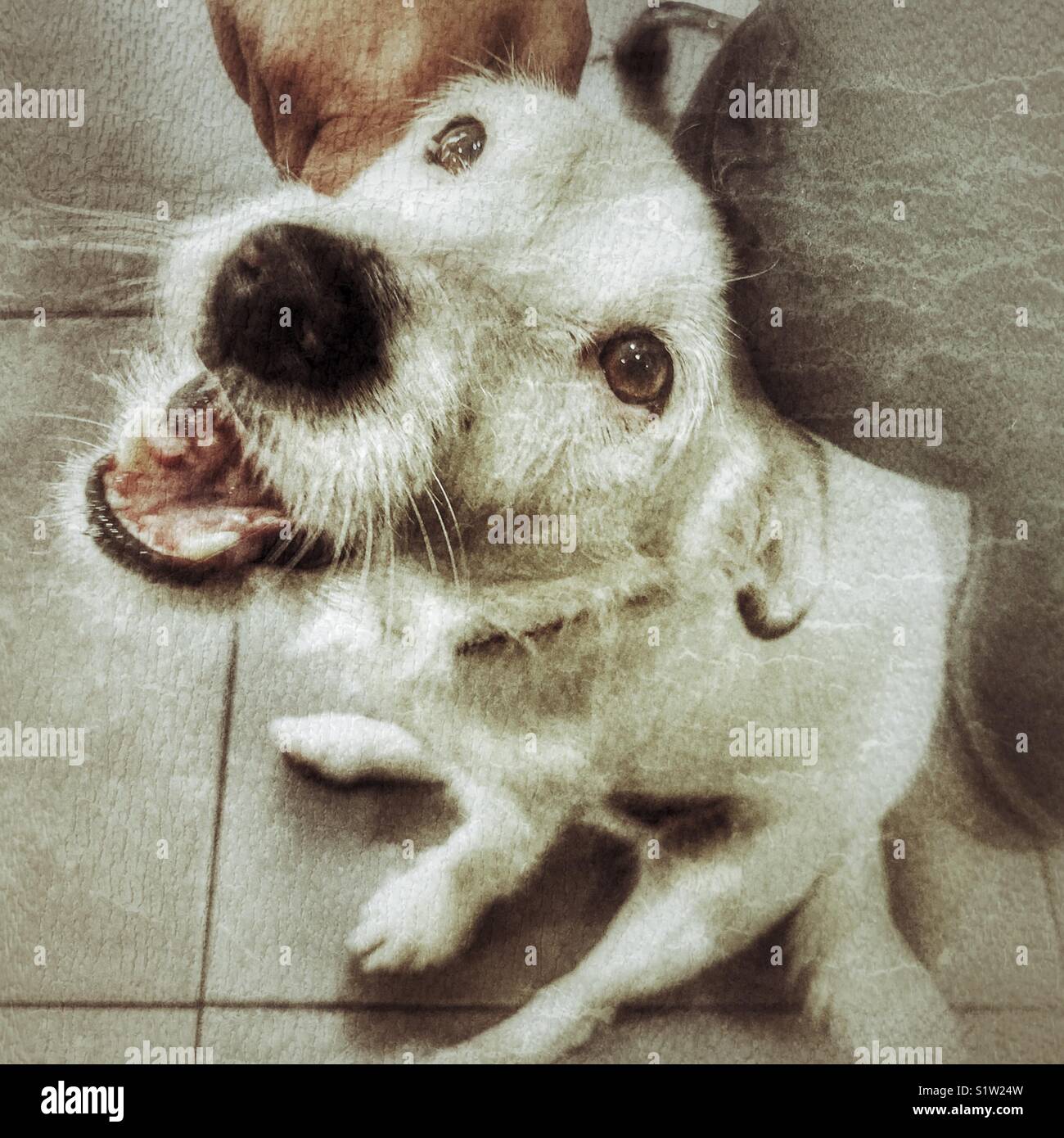 Donna pacche un bianco Jack Russell Terrier, interni - Immagine stock catturata con smartphone
