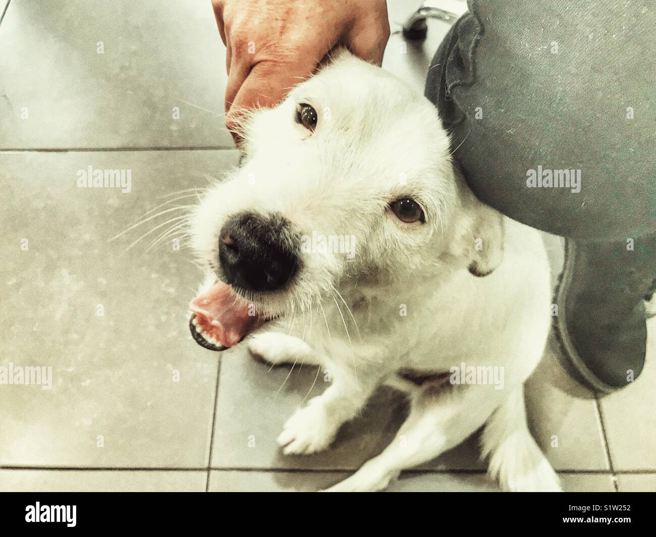 Donna pacche un bianco Jack Russell Terrier, interni - Immagine stock catturata con smartphone