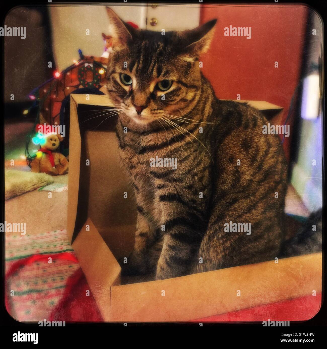 Il mio gatto rubare una scatola per Natale - Immagine stock catturata con smartphone