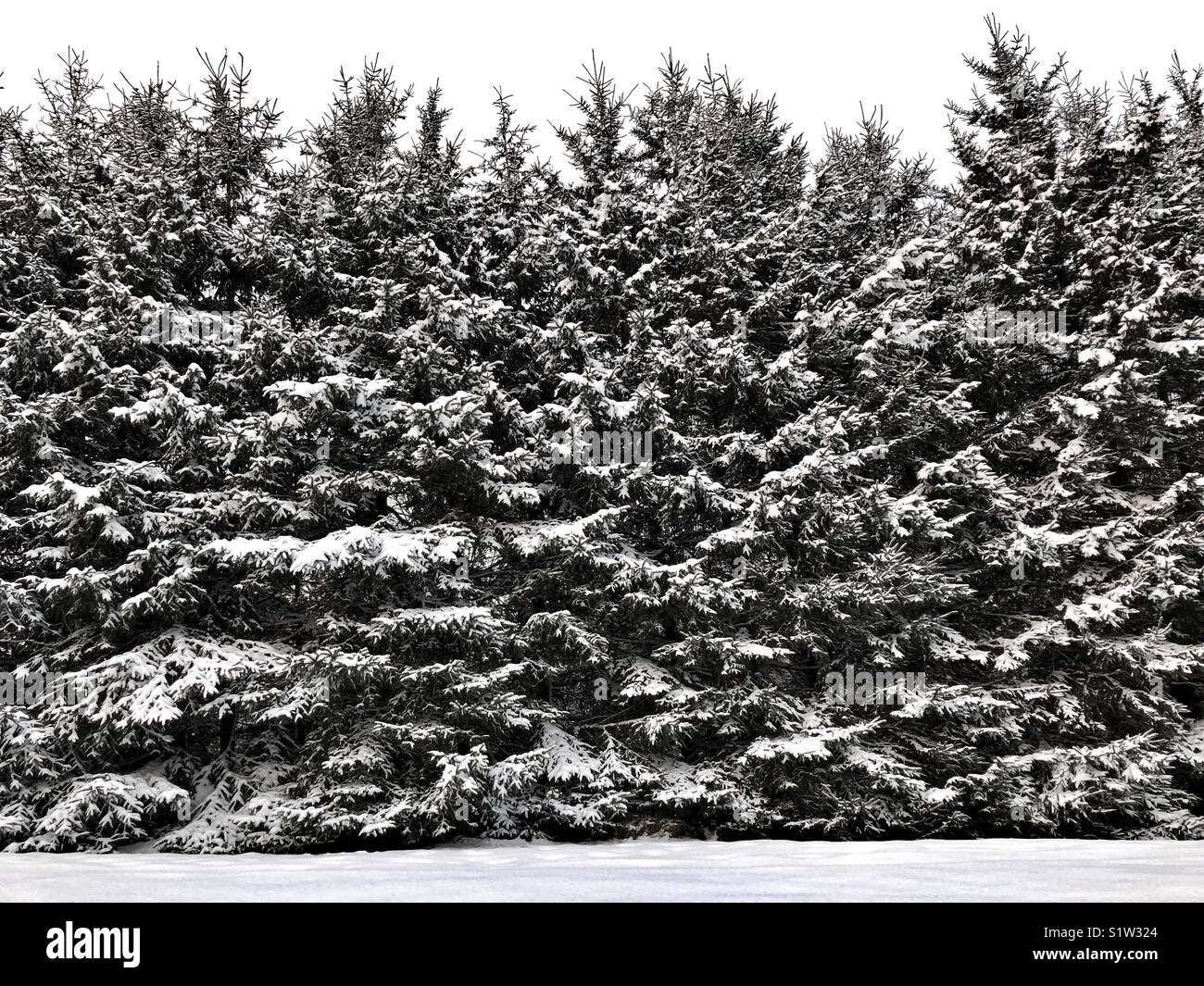Parete di tall coperta di neve alberi sempreverdi contro un bianco cielo nuvoloso e neve fresca sul terreno Foto Stock