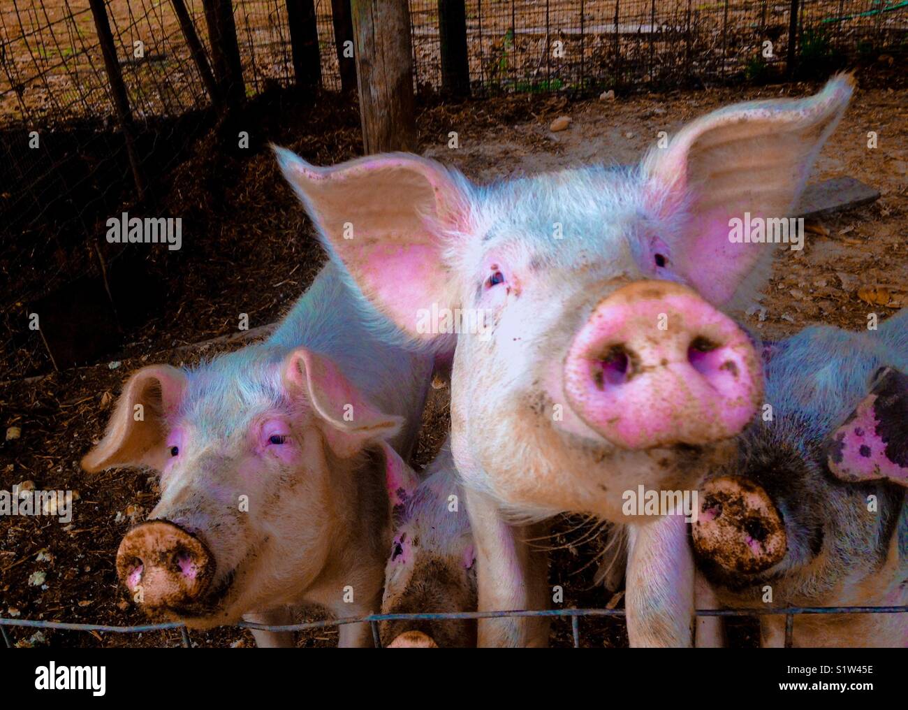 Maiale rosa a filo Foto Stock