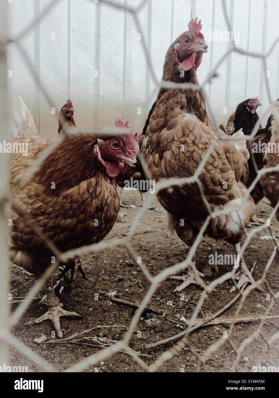 Foto nostalgica di marrone galline in gabbia Foto Stock