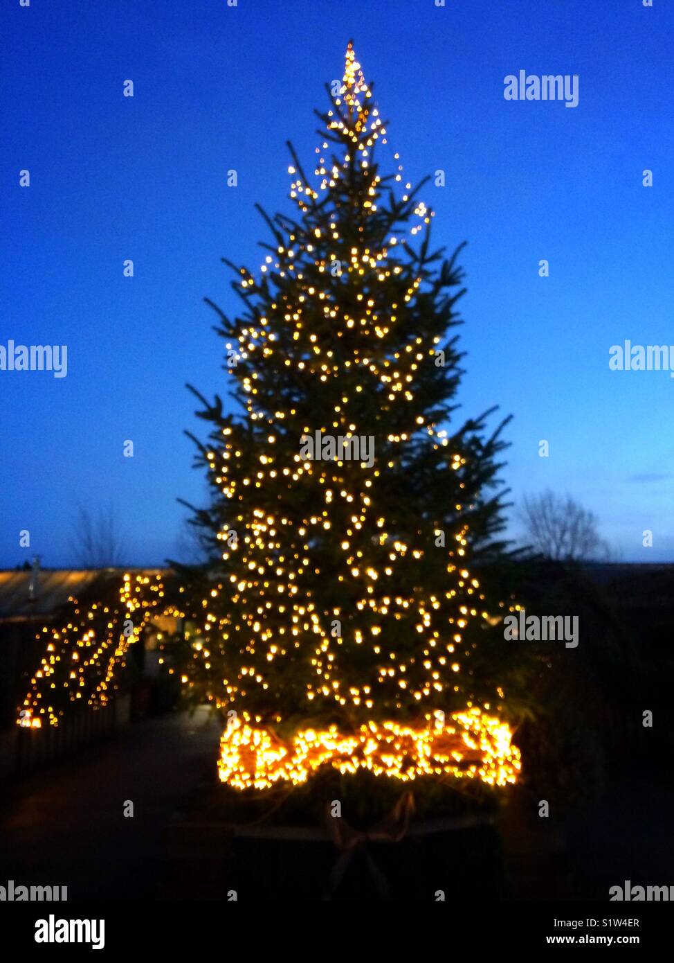 Albero di natale con un sacco di luci fairy al crepuscolo REGNO UNITO - Immagine stock catturata con smartphone