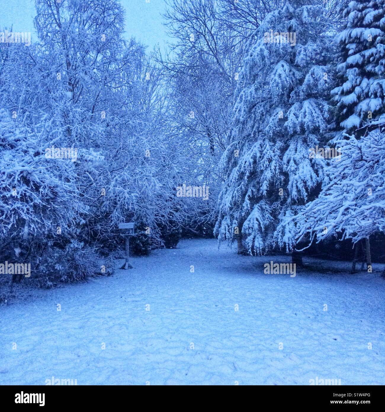 Coperta di neve giardino, Hampshire, Inghilterra, Regno Unito. Foto Stock