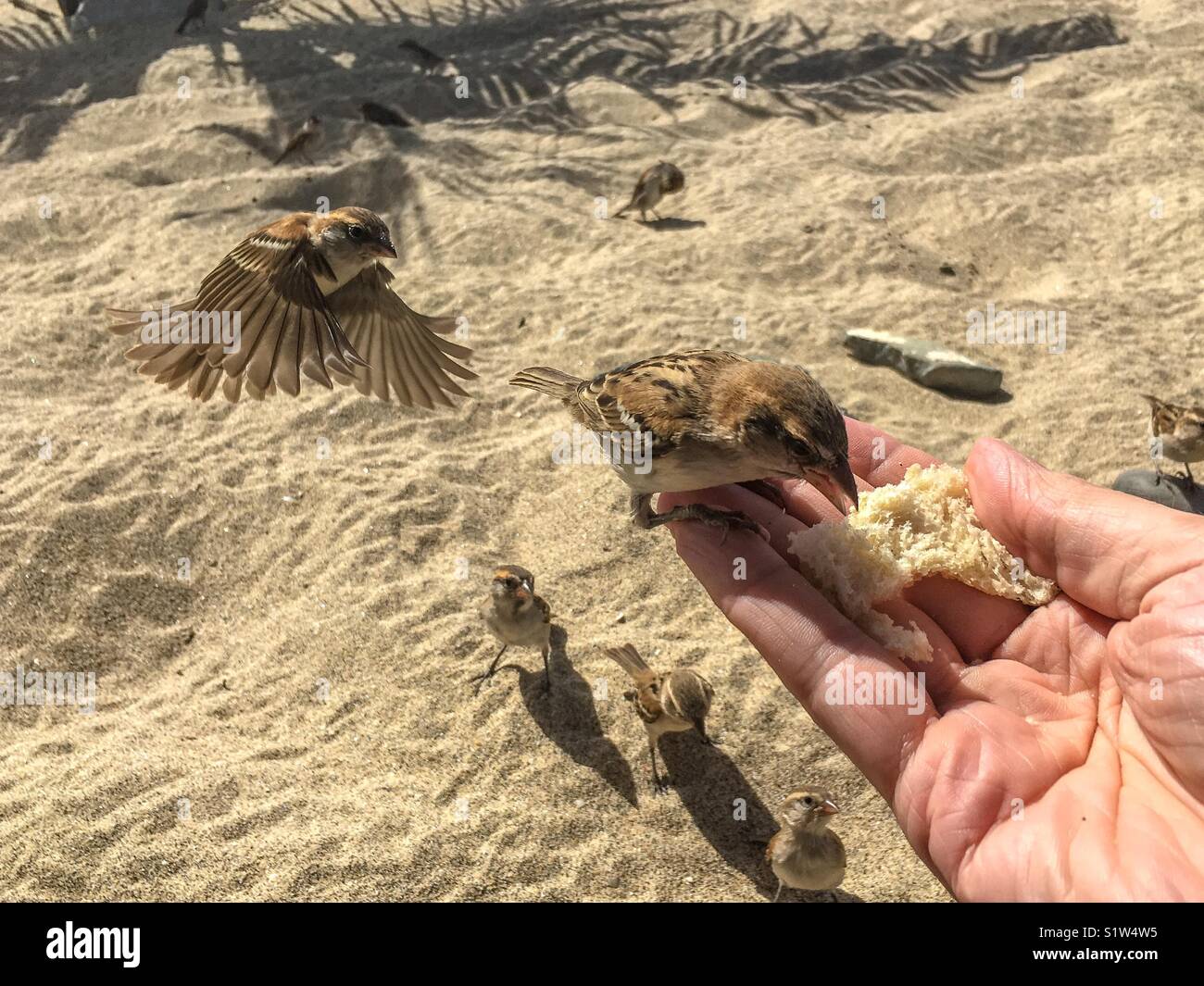 Sparrow in volo con le ali stirata per pane Foto Stock