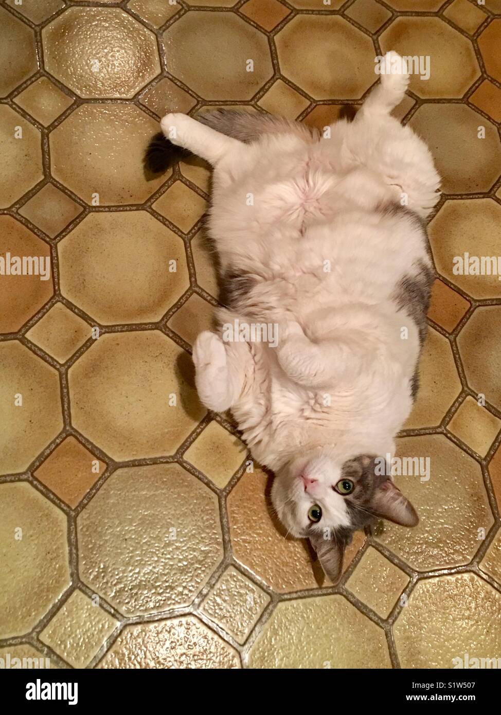 Un gatto giace sul pavimento della cucina per chiedere un ventre strofinare Foto Stock