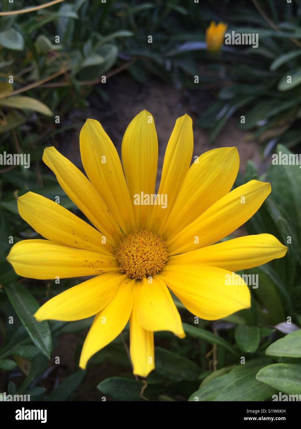 Incredibile fiore giallo Foto Stock