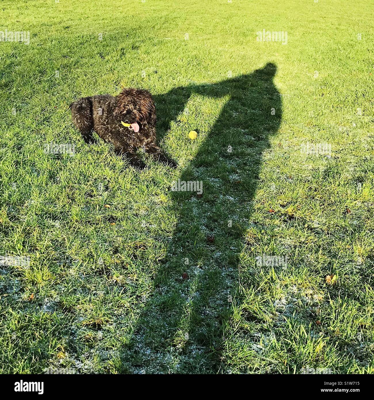Ombra di un uomo petting l ombra del suo cane - Immagine stock catturata con smartphone