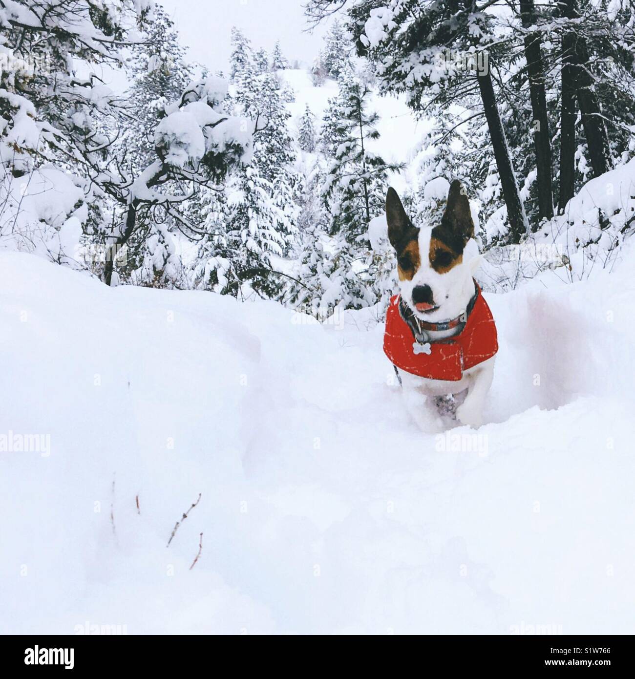Cane che indossa una giacca rossa in esecuzione nella neve nella foresta. Square crop. Foto Stock