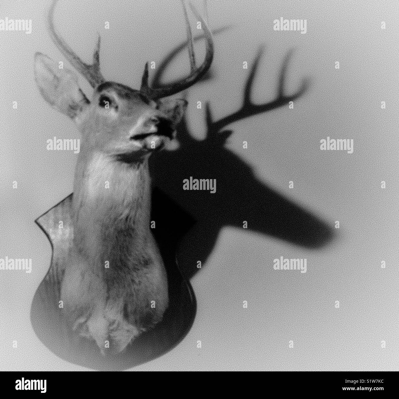 Misty foto in bianco e nero montato di testa di cervo e di ombra Foto Stock
