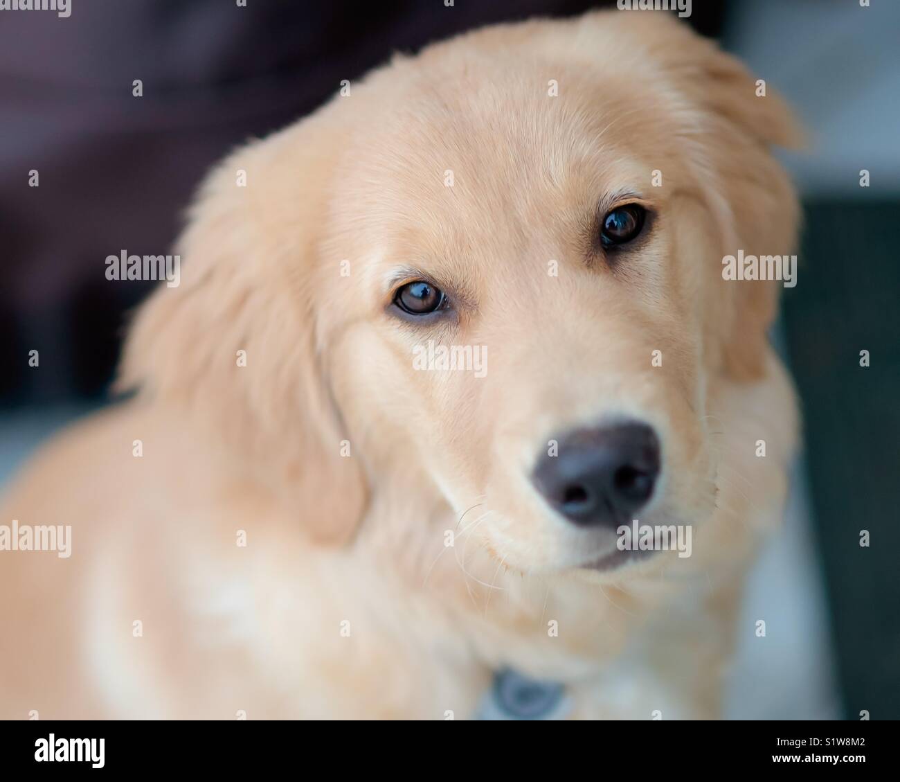 Soulful occhi di un Golden Retriever direttamente alla ricerca Foto Stock