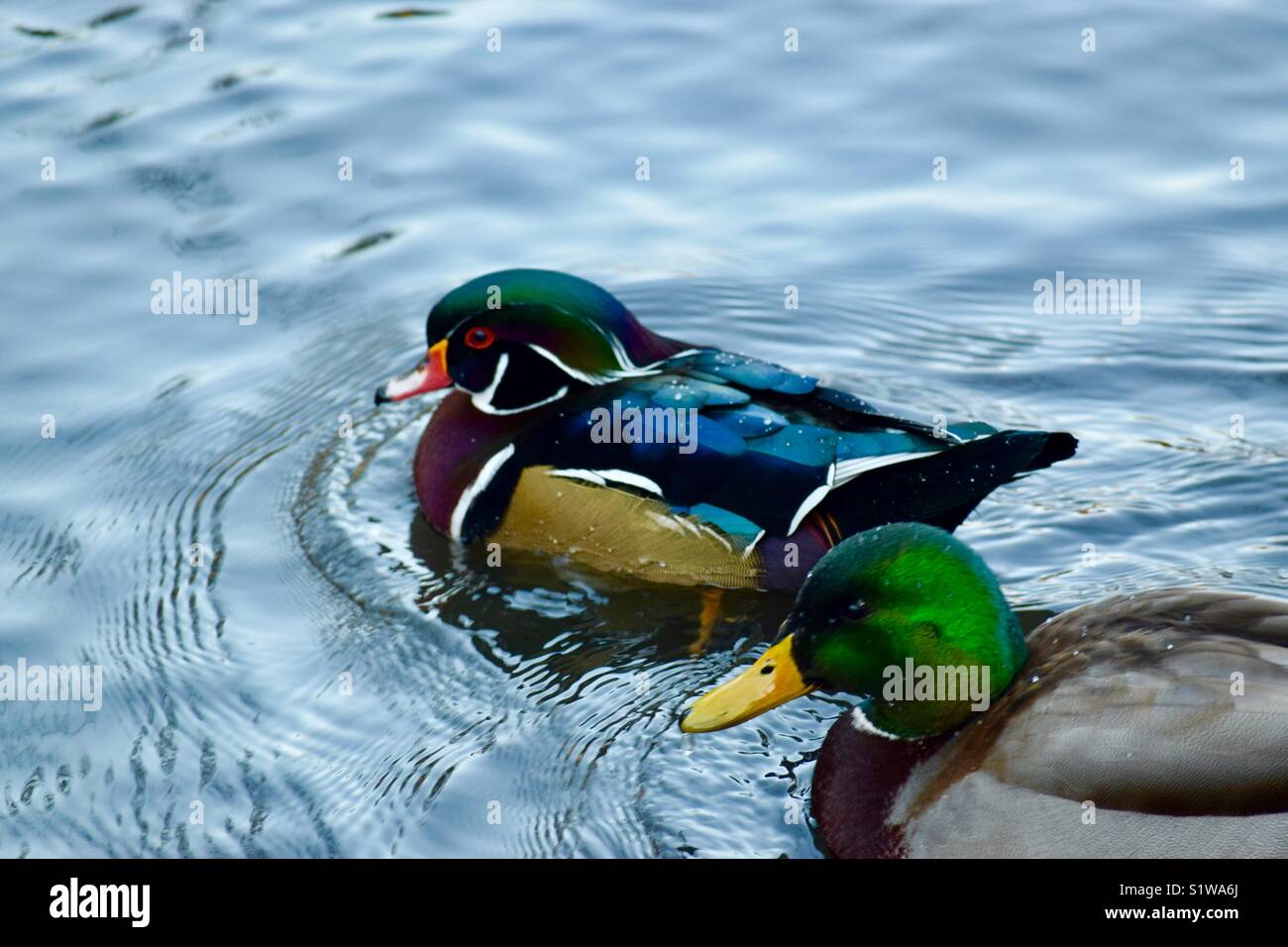 Anatre in inverno Foto Stock