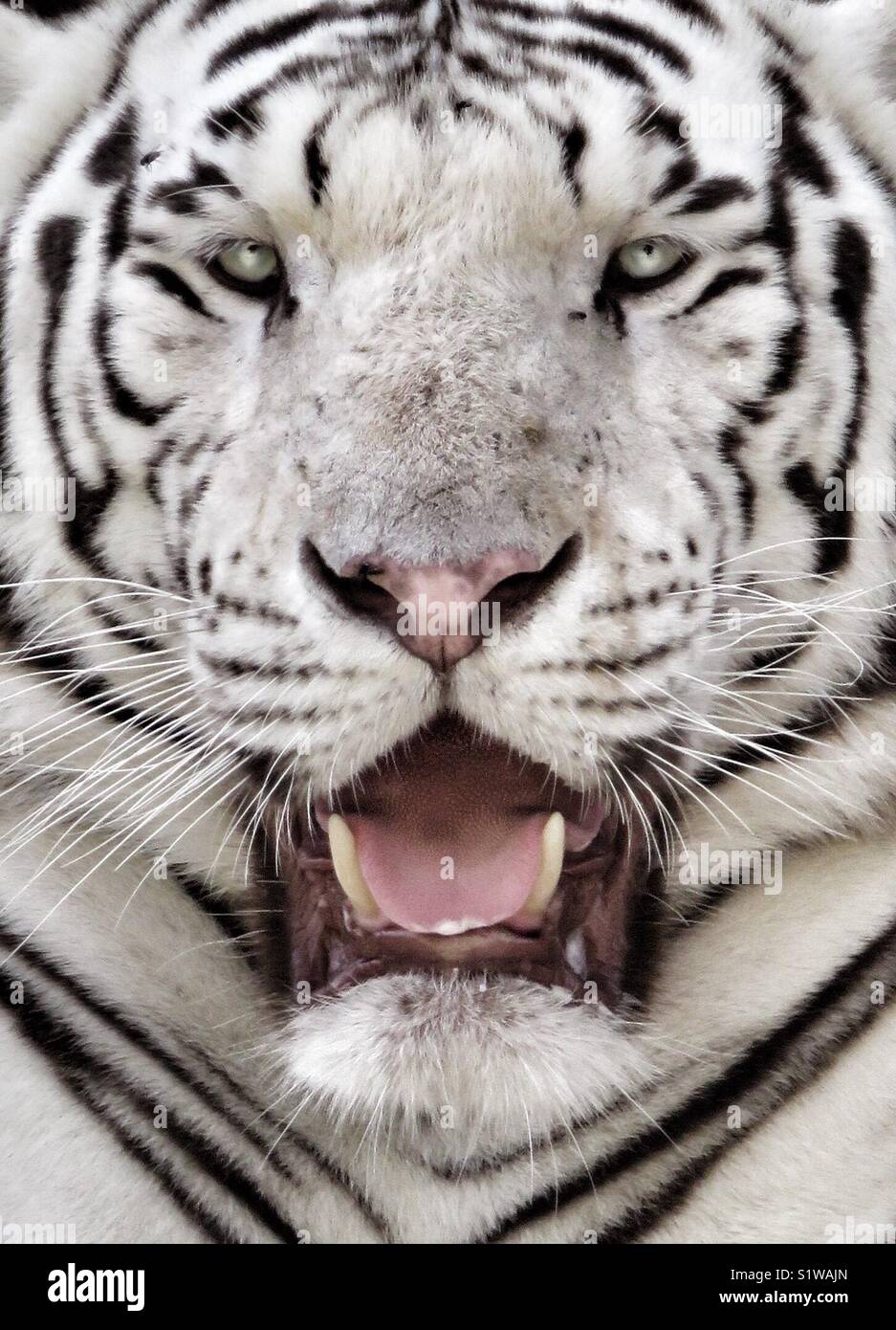 Tigre bianca immagini e fotografie stock ad alta risoluzione Alamy