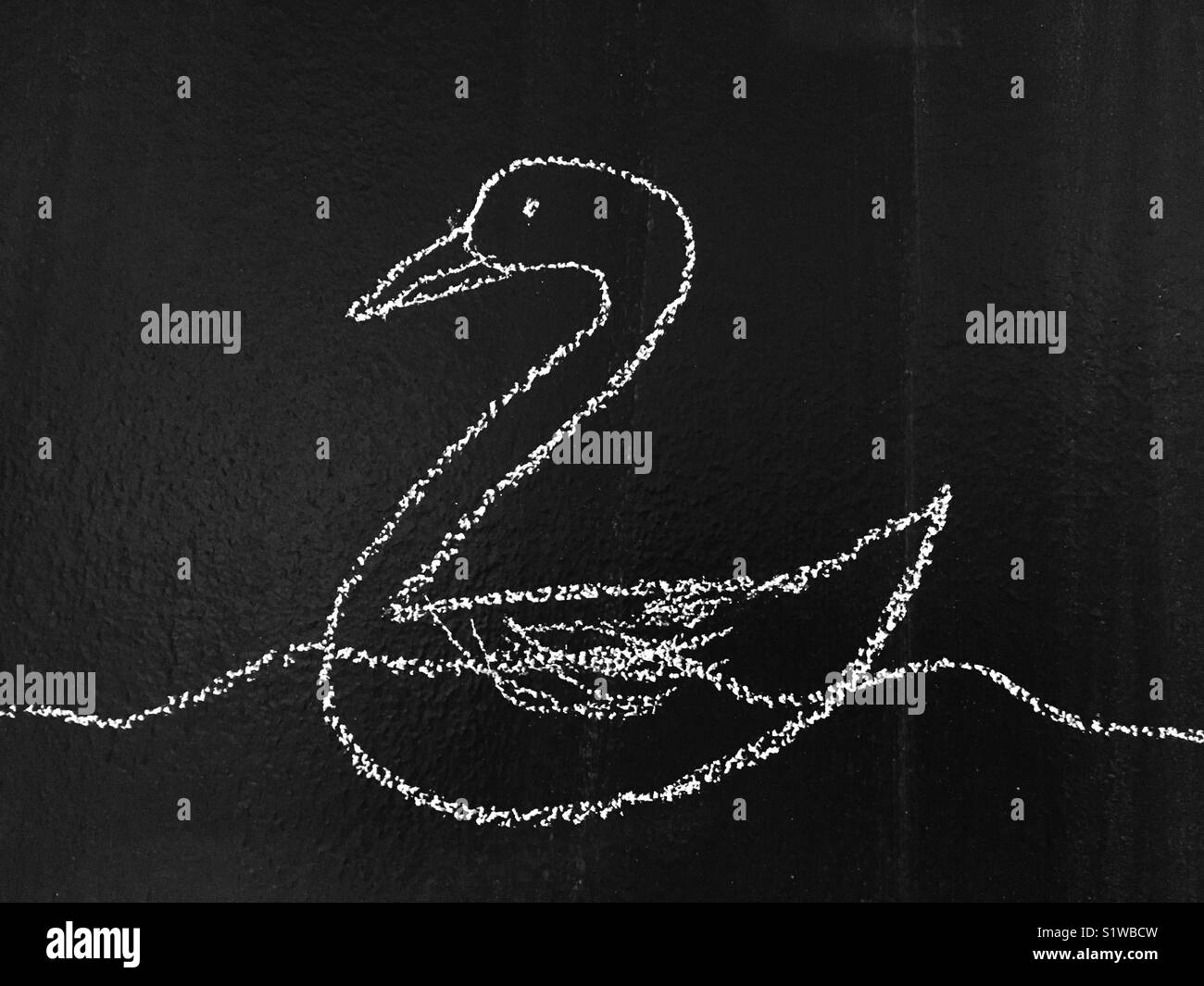 Swan nuotare in acqua, chalk disegno su una lavagna Foto Stock