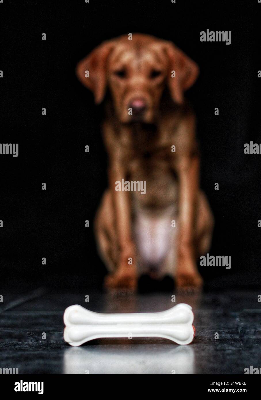Un obbediente Labrador retriever cane seduto di fronte a una succosa osso Foto Stock