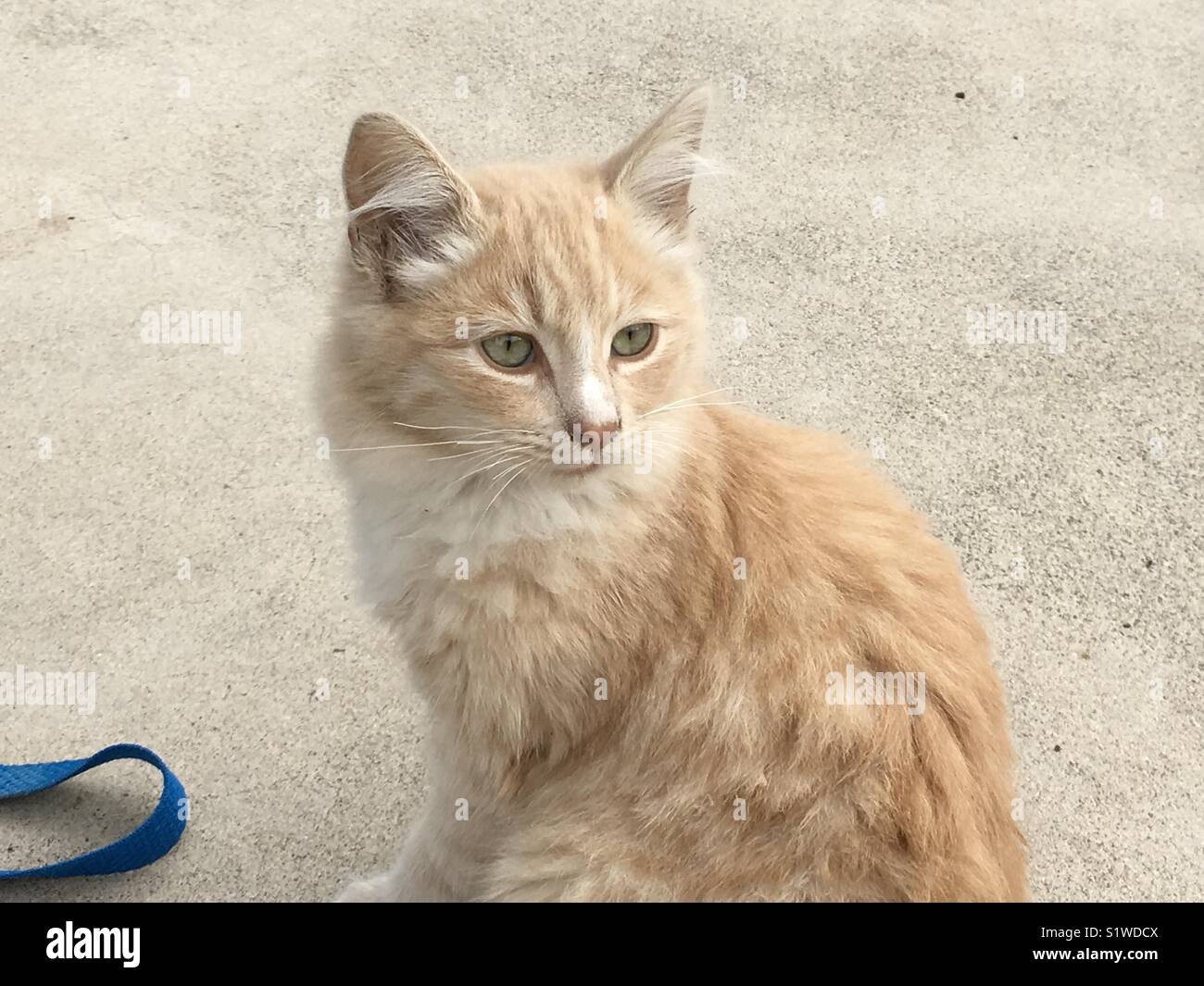 Stray orange gattino con gli occhi verdi Foto Stock