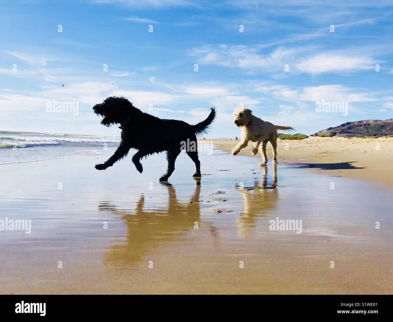 Due cani labradoodles giocando sulla spiaggia. Ventura, California USA. Foto Stock