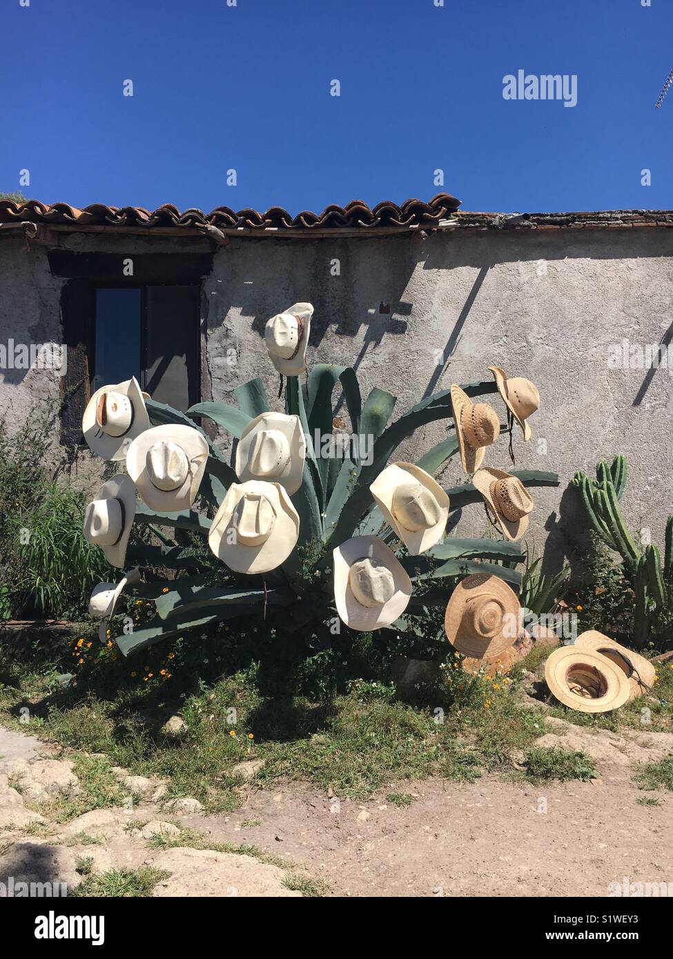 Cappelli da cowboy su cactus Foto Stock