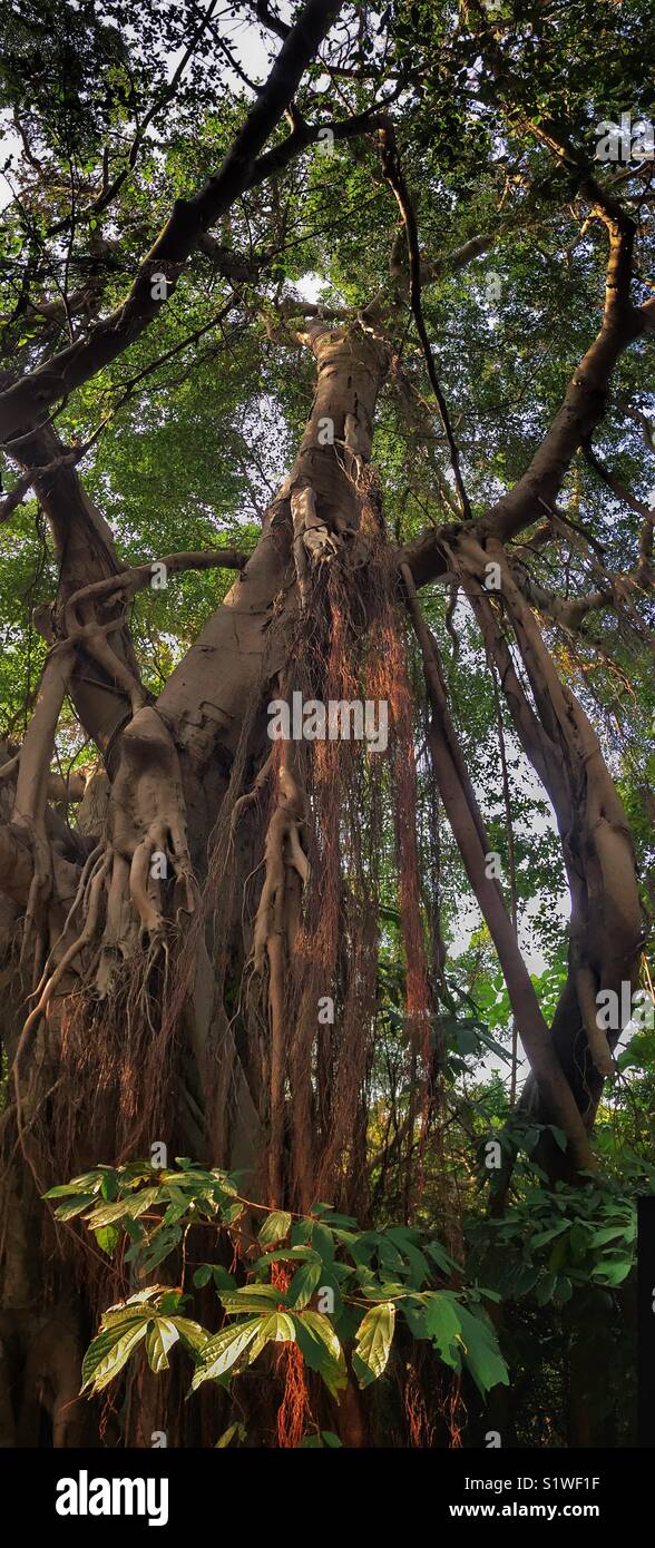 Panorama verticale di grande vecchio banyan tree a Ngau Au, Isola di Lantau, Hong Kong - Immagine stock catturata con smartphone