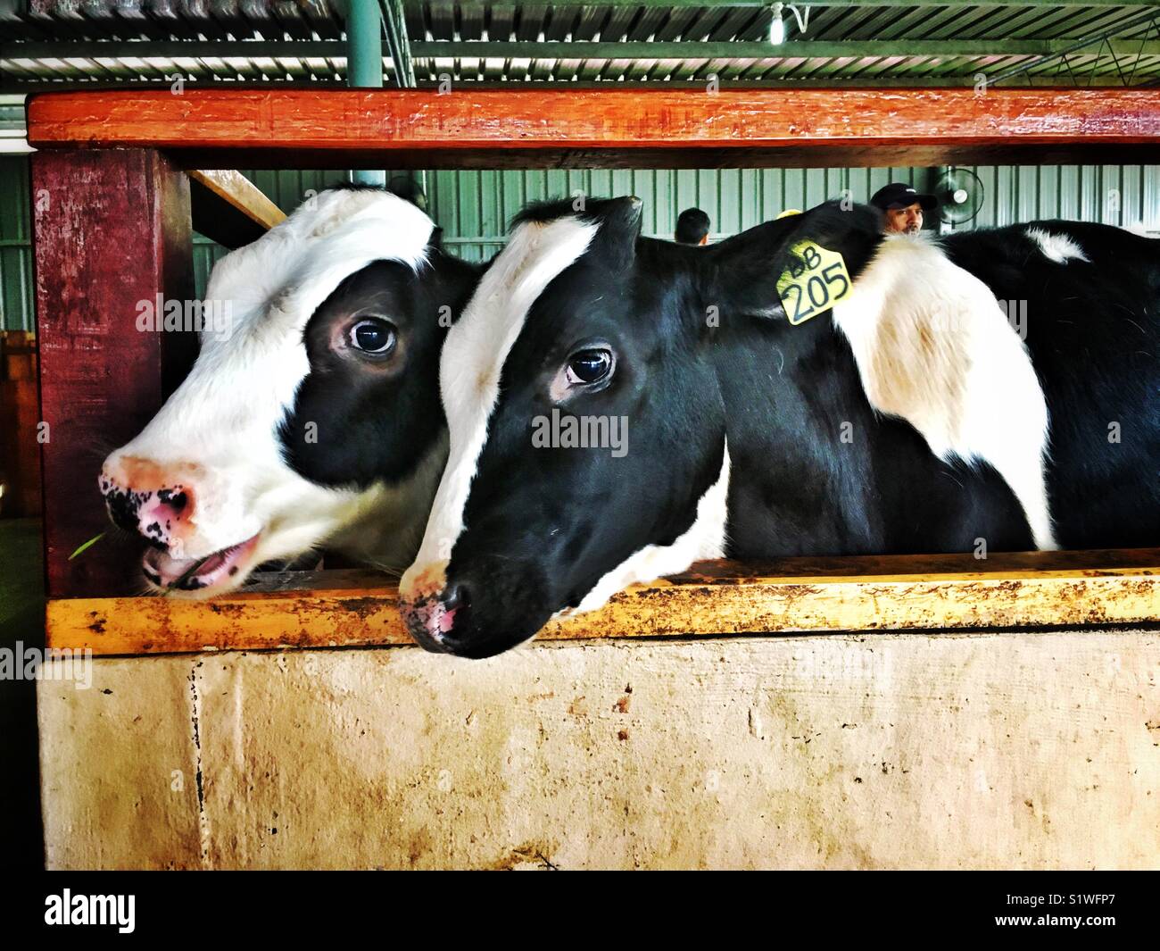 Le mucche in un caseificio Foto Stock