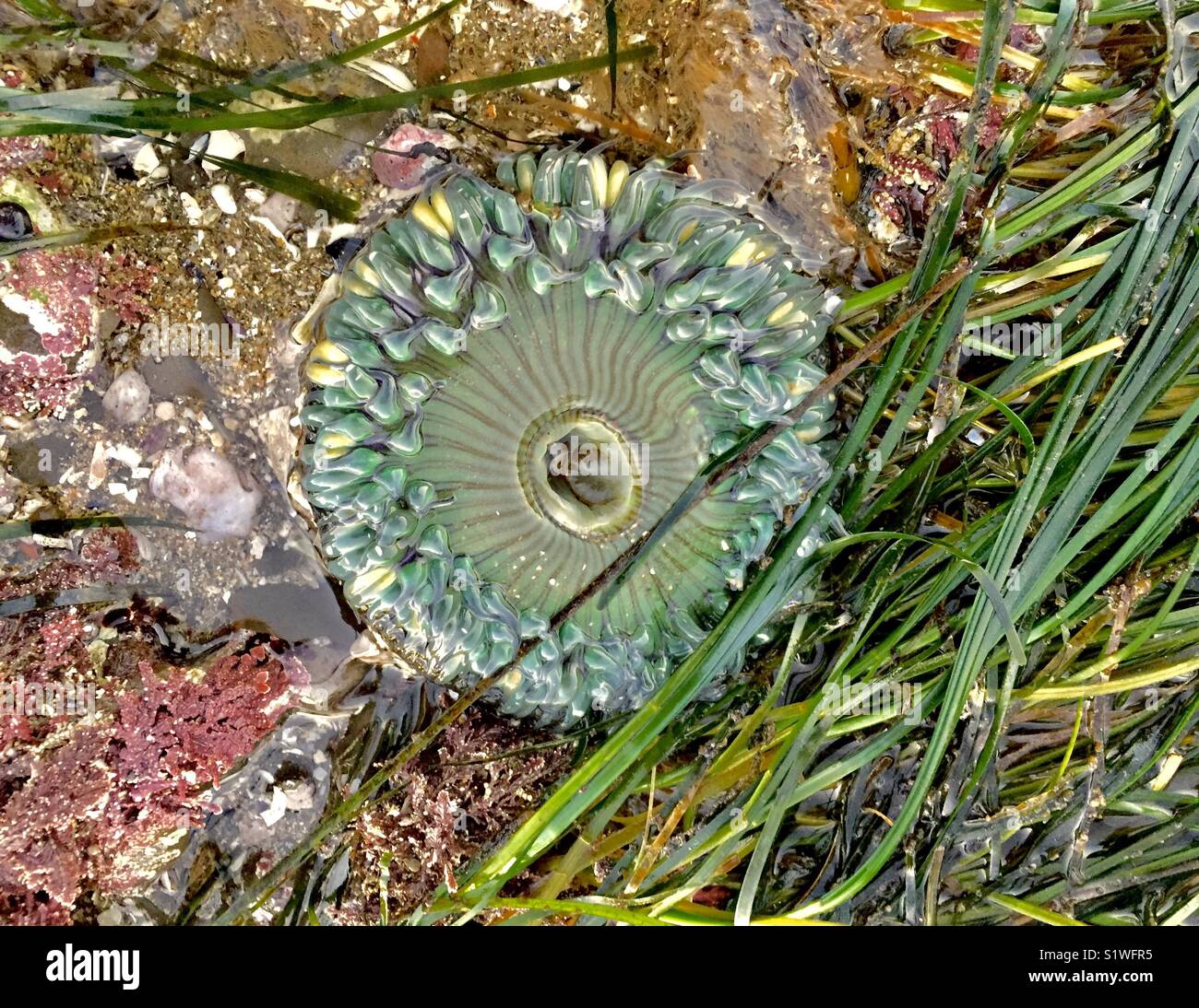 Anemone marittimo. Pozze di marea. Half Moon Bay, California. - Immagine stock catturata con smartphone Anemone marittimo. Pozze di marea. Half Moon Bay, California. - Immagine stock catturata con smartphone