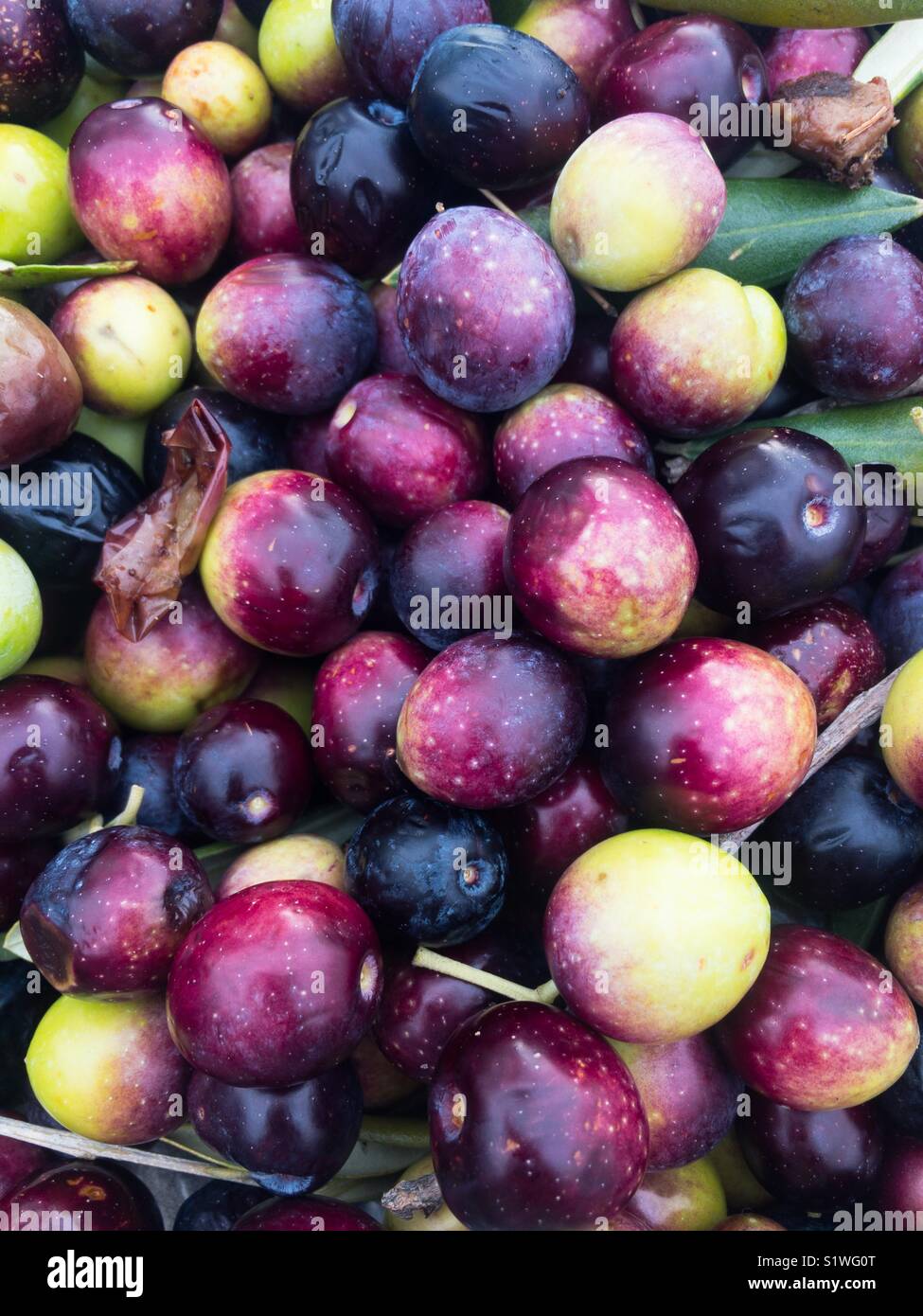 Fresco di olive raccolte vicino la vista superiore Foto Stock