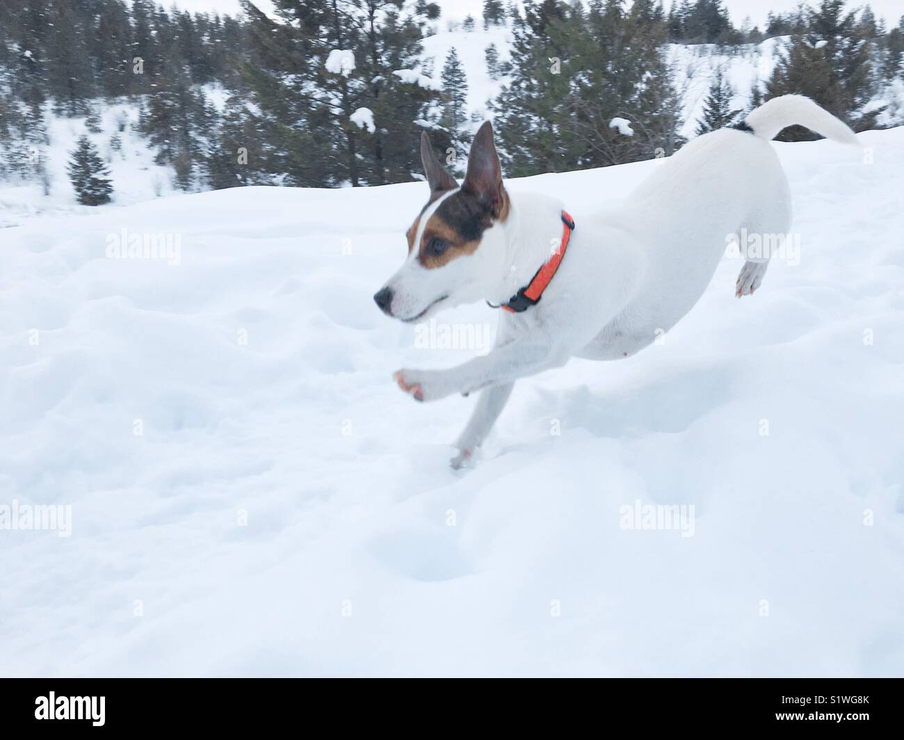 Vista dall'angolo basso di un cane Jack Russell Terrier che corre sulla neve in una fredda giornata invernale. - Immagine stock catturata con smartphone