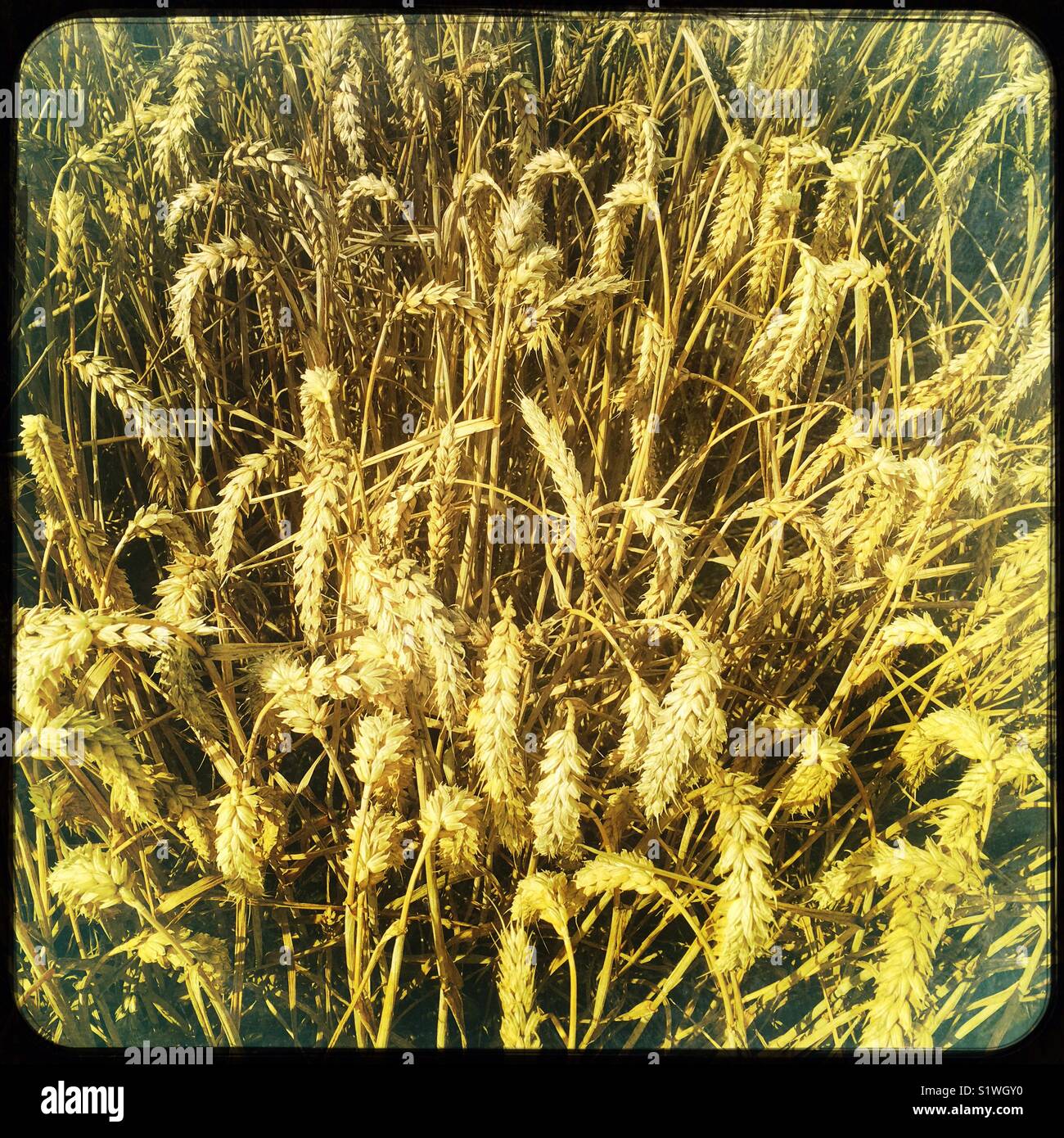 Il raccolto di grano di inverno vicino al raccolto, England, Regno Unito Foto Stock